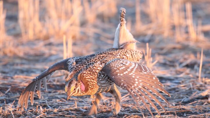 sharp-tailed grouse in redberry lake biosphere